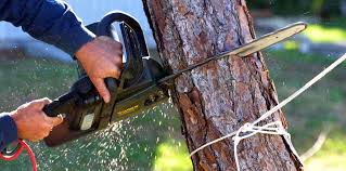 Best Tree Health Inspection  in Live Oak, TX