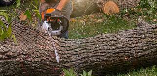 Reliable Live Oak, TX Tree Services Solutions