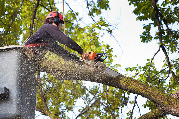 Best Tree Risk Assessment  in Live Oak, TX